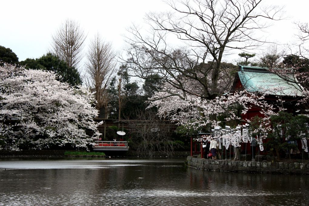 Photos de Kamakura, semaine pleine de fleurs de cerisiers
(s'il vous plait, respectez mon copyright)