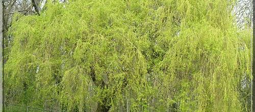 Le saule penché