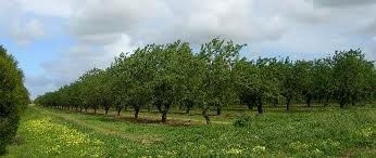 Viticulture in South Australia