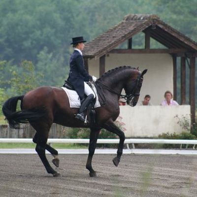 Disciplines et galops en équitation