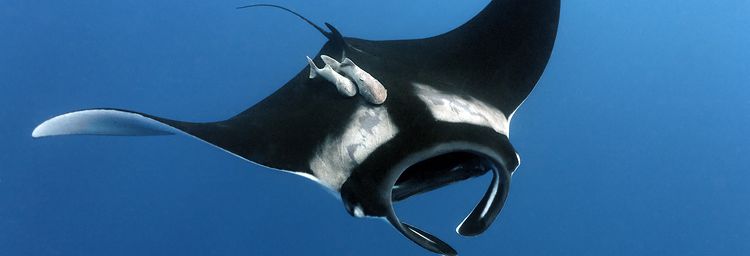 under/water today's shot : huge manta ray