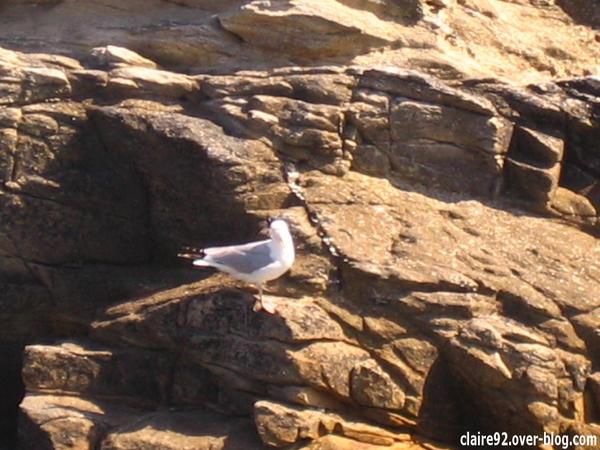 Album - OIseaux, nature et paysages