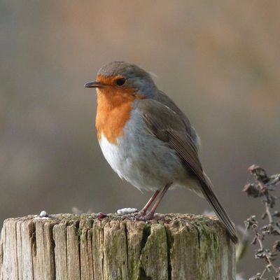 Comptage des oiseaux des jardins