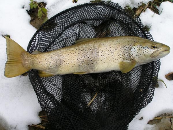 Quelques photos de mes truites prises dans le Jura en 2008