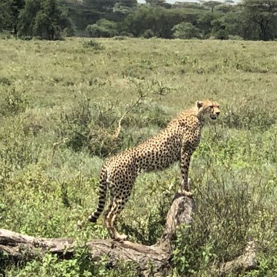 Tanzanie - Parc National de Serengeti. 3/3.