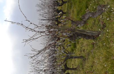 La nature figée dans l'hiver