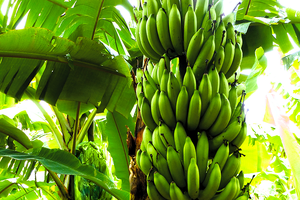 La filière de la banane antillaise en quête de soutien et ses enjeux