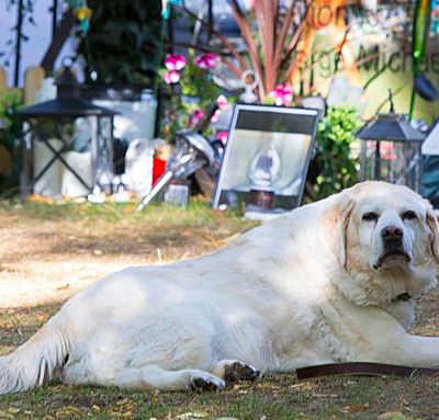 Abby, la chienne labrador de George Michael est morte.