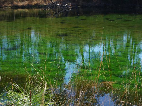 Les petits lacs d'Hostens