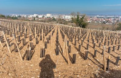 domaine d'extension de la vigne