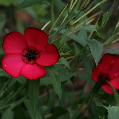 Pensez au chèque d'abondance de mai 2019