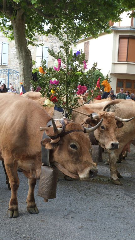 Transhumance St Geniez d'Olt