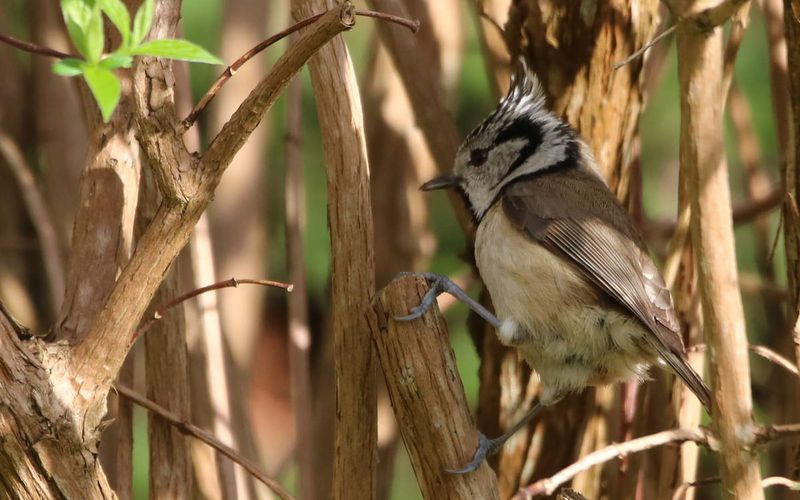 Mésange huppée