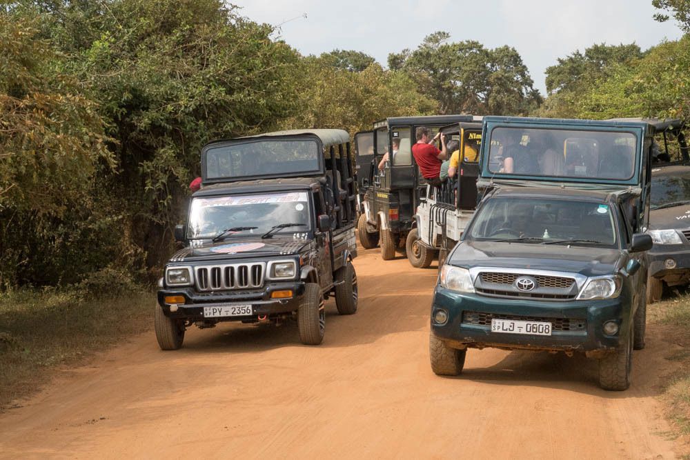 Dans le Parc de Yala (cliquez pour dérouler les photos)