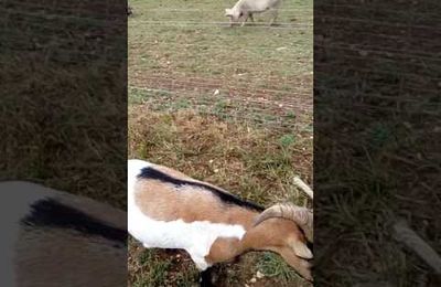 Vidéo du nourrissage des animaux de l'Association Protection Animale Charente de Ventouse 