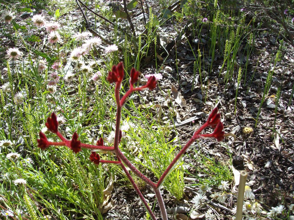 Album - Fleurs