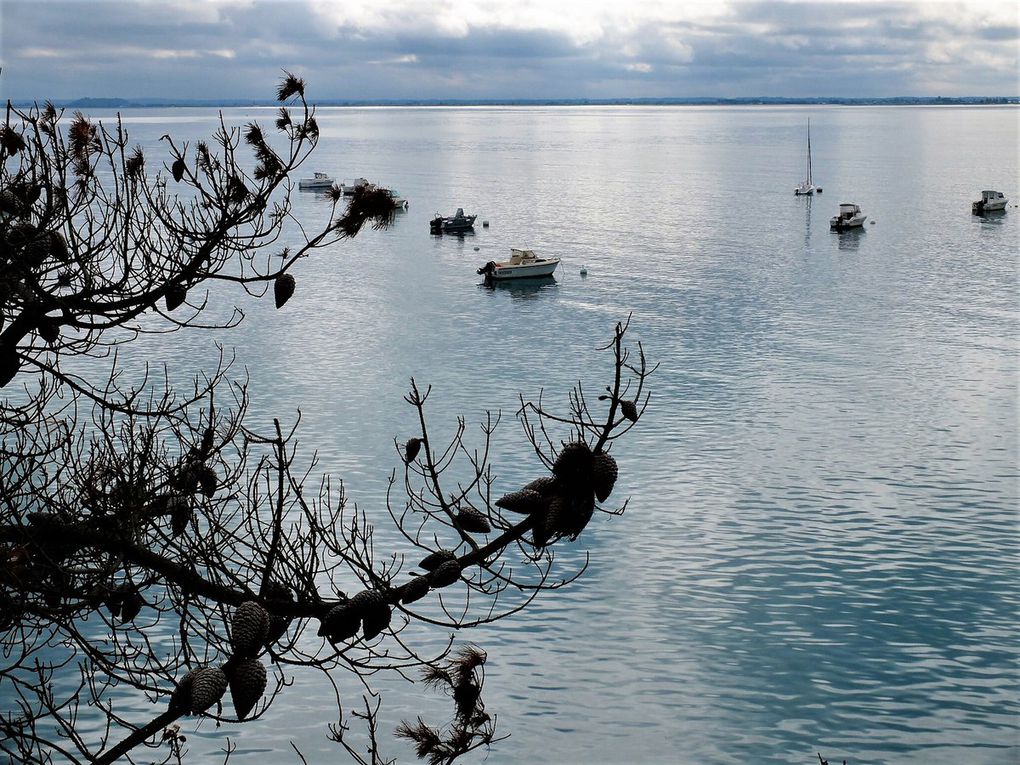 Les &quot;bancales&quot; à Cancale 