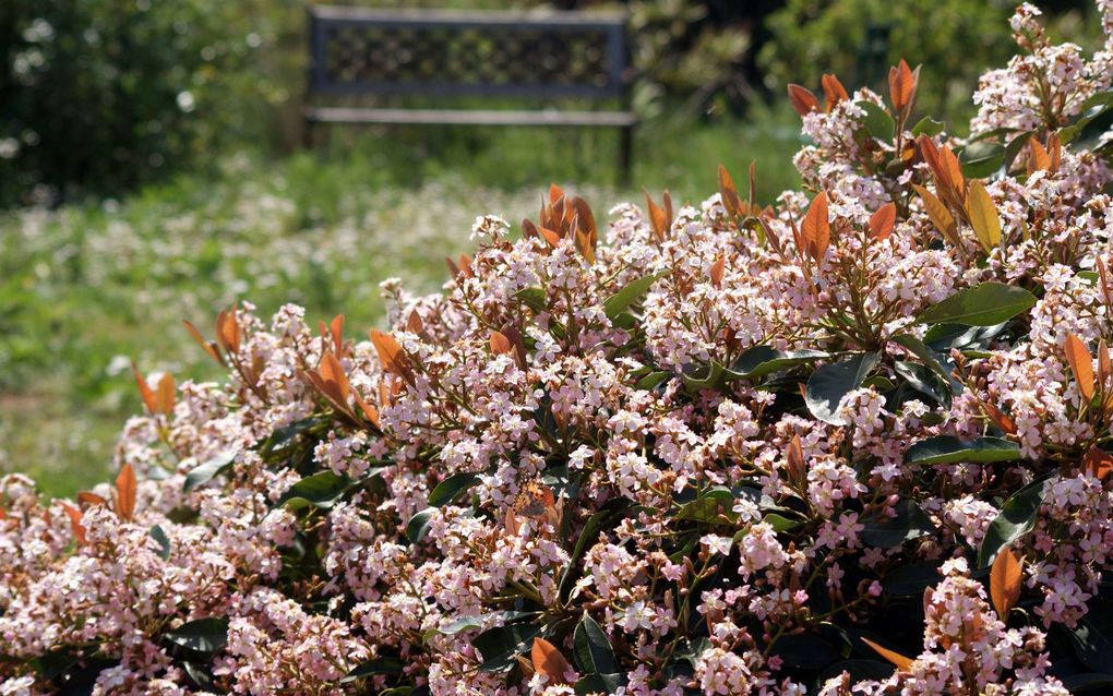 Les plantes et fleurs de mon jardin