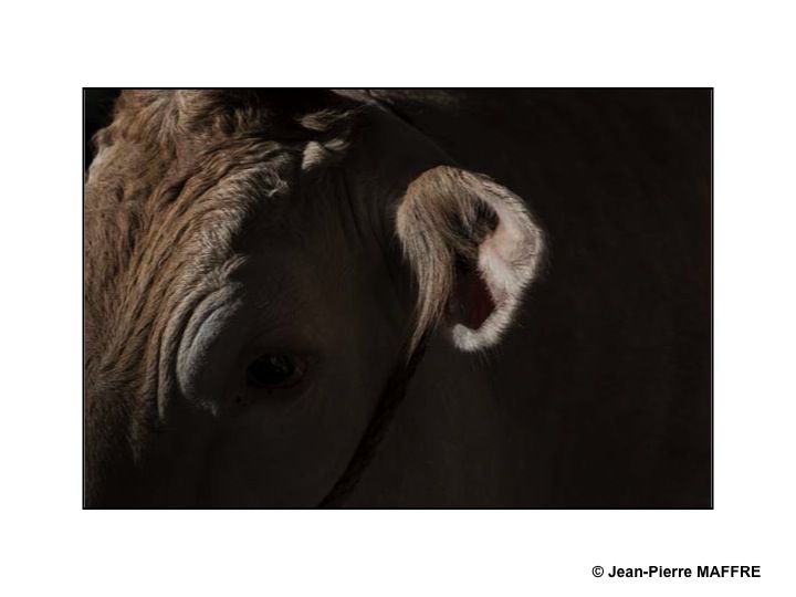 Sous le soleil de Paris, les taureaux du Salon de l'agriculture mettent-ils les vaches en émoi ?