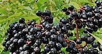 #Elderberry Wine Producers Wisconsin Vineyards