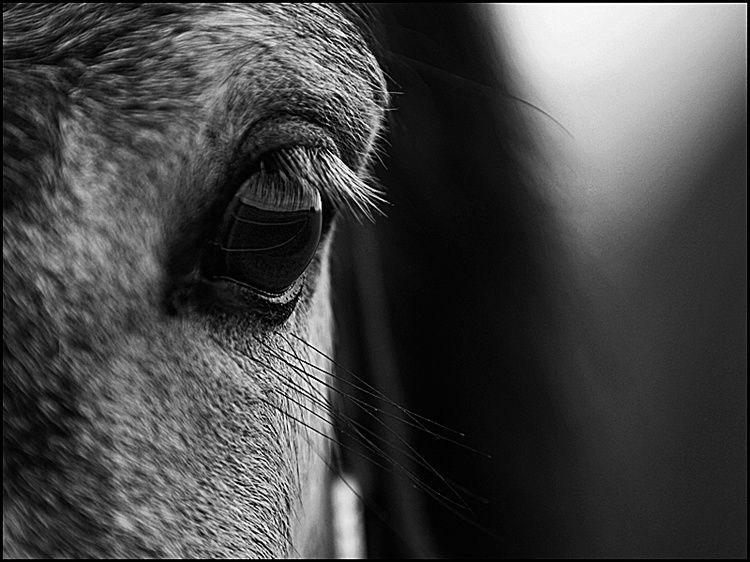 Des essais pas toujours réussis en noir et blanc, sépia et désaturation partielle...