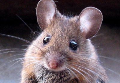 La Petite Souris n'est plus ce qu'elle était