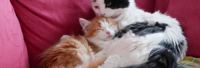 UNE POESIE TOUTE FELINE