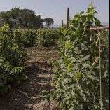 #Syrah Producers Ethiopia Vineyards 