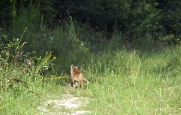 Le petit peureux a croisé ma route ce soir