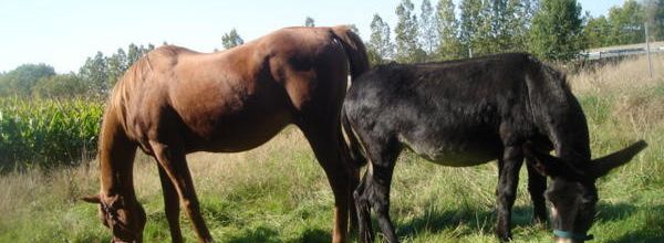 Le cheval et le persil