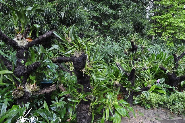 Album - 006-Botanic-Garden-Singapore