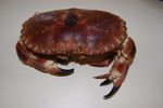 Le crabe chez les moyens/grands