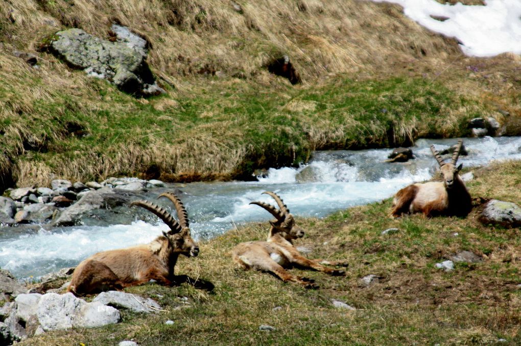 Faune de Tarentaise - Vanoise