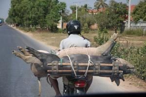 Album - Cambodge-janvier-2009