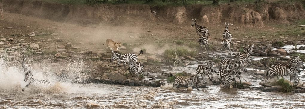 MASAÏ MARA, Lacs BARINGO &amp; BOGORIA - KENYA - OCTOBRE 2017