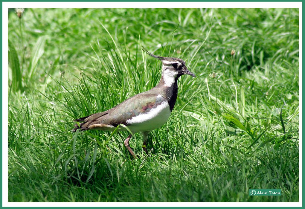 Album - le-marais-Poidevin