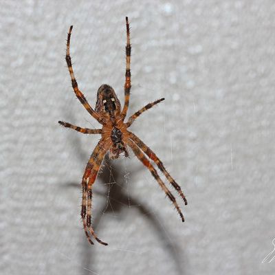 Araignée : Epeire diadème