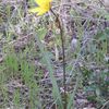 Tulipa sylvestris