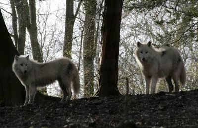 Loups Blancs