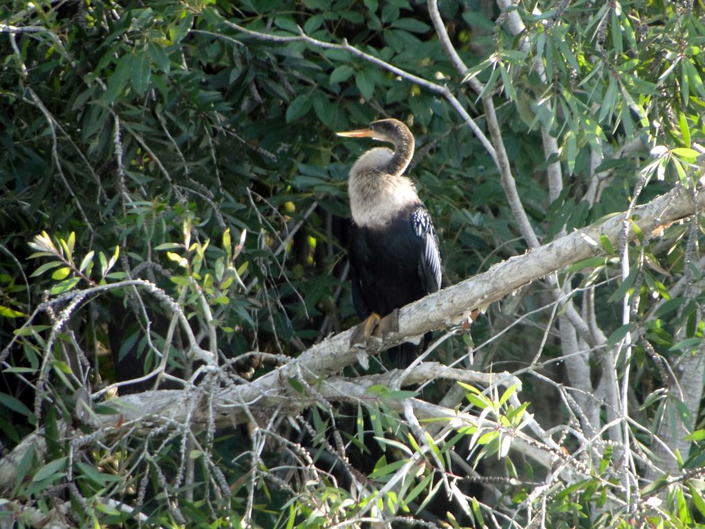 Album - Cuba-La-Guama