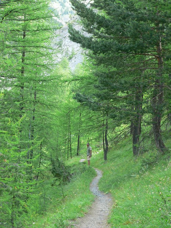 La flore du Mercantour