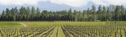 #Rose Pinot Noir Producers Wairarapa Vineyards &amp; Region New Zealand