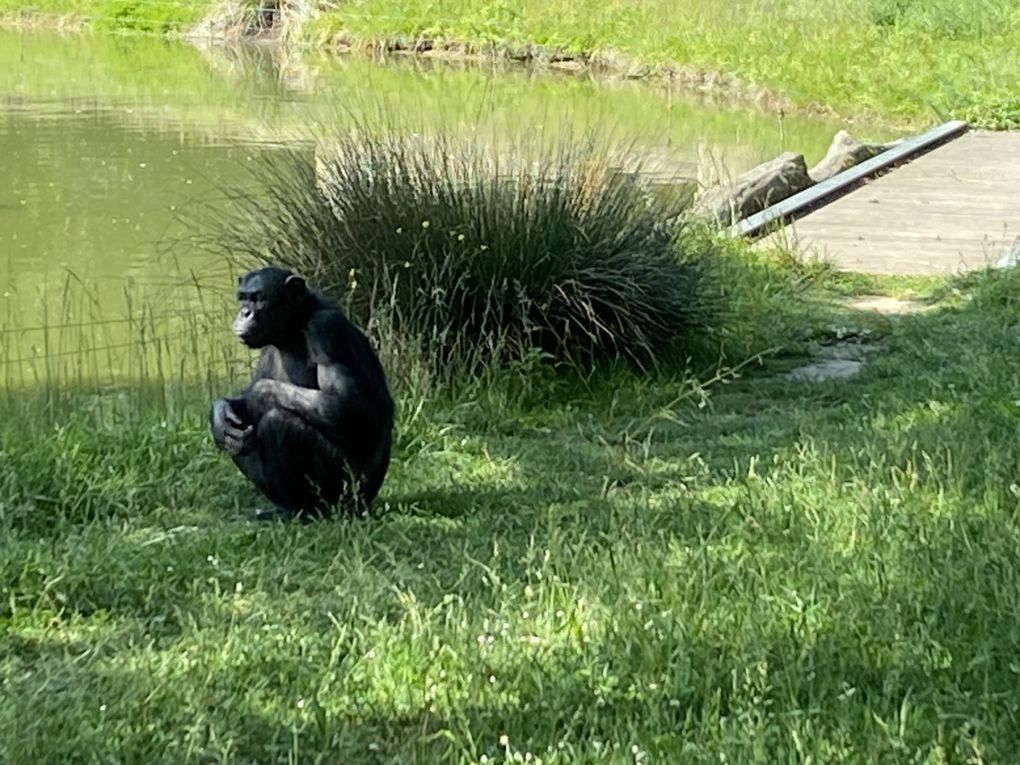 Chimpanzés, Gorilles des plaines de l'Ouest, Orang-outan de Bornéo