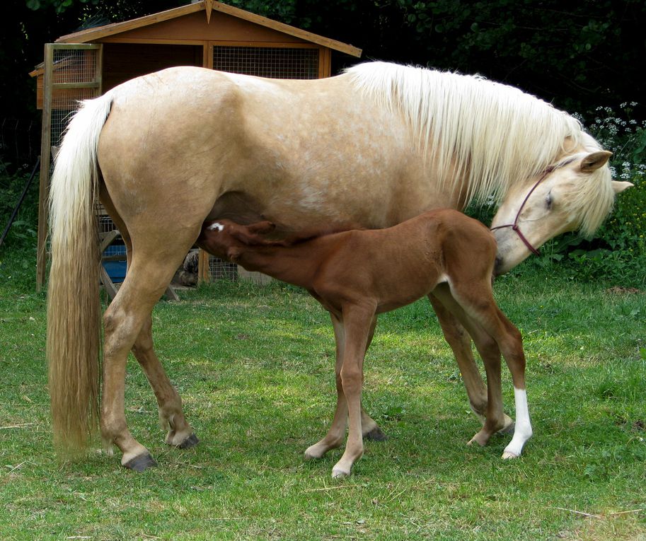 Jument onc palomino par Quad'or et Kahomanie, née le 10 mars 07