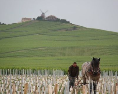 Plantation en Montagne de Reims