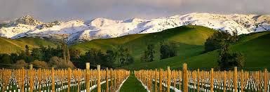 #Gewürztraminer Producers Marlborough Region Vineyards  New Zealand