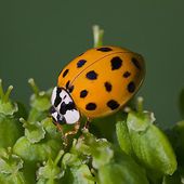 Coccinelle asiatique - Wikipédia