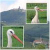 Cigognes au pied du Haut-Koenigsbourg