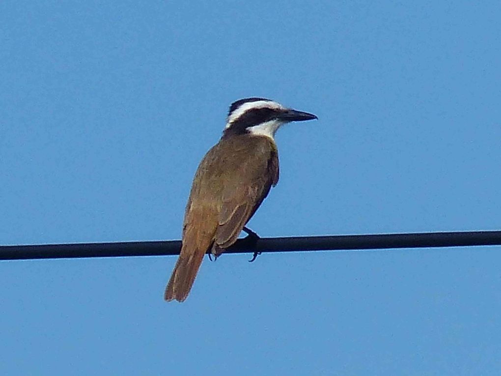 Oiseaux d'Amerique du Nord et Centrale 