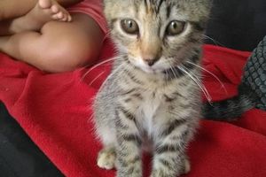 CAPUCINE s'appelle NOISETTE - chaton femelle née le 04/06/2017 - adoptée